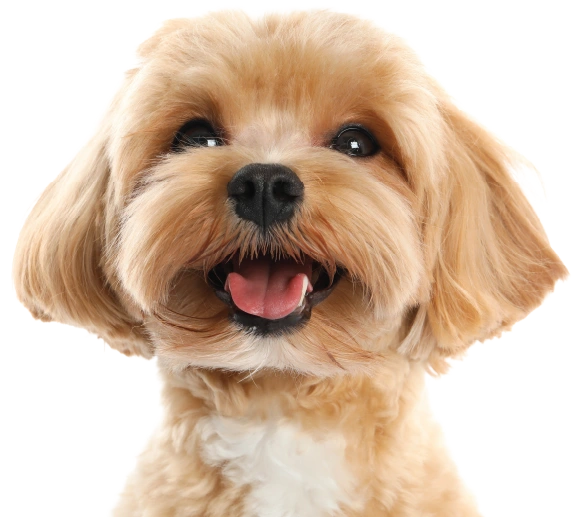 Happy dog